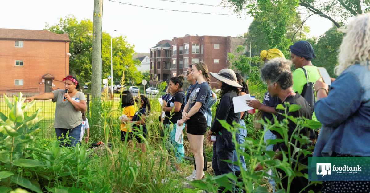 Neighborhood Meals Navigator Foremost The Means In direction of Meals Sovereignty in Chicago – Meals Tank