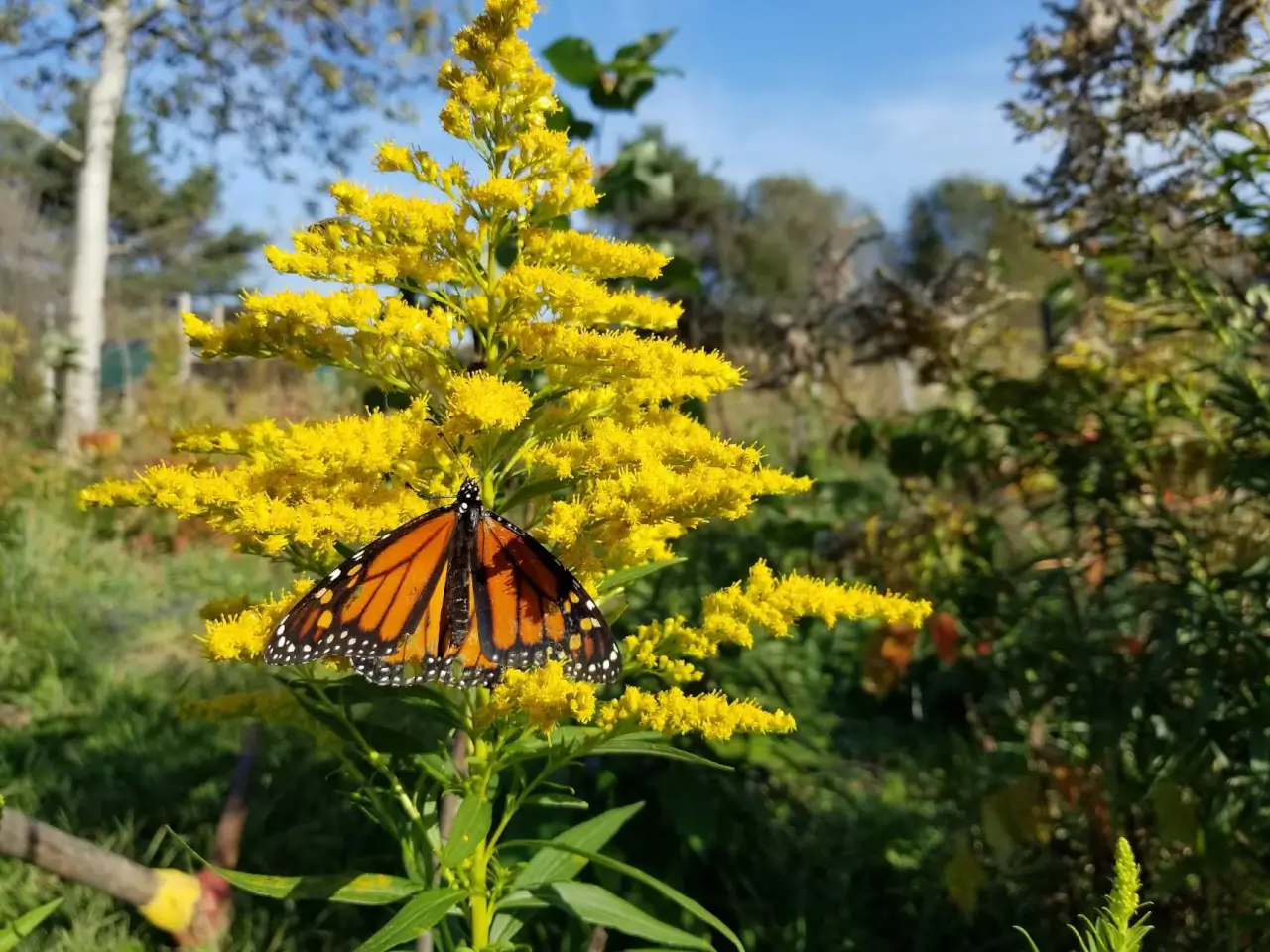 Put collectively a Slice of Your Yard For a Pollinator Yard