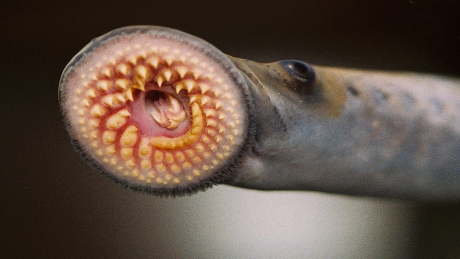 Prolonged Reviled as ‘Ugly,’ Sea Lampreys Lastly Get Some Respect