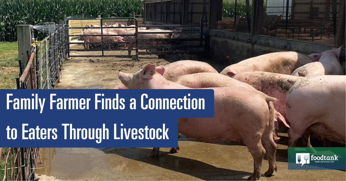 Family Farmer Finds a Connection to Eaters By the use of Livestock – Meals Tank