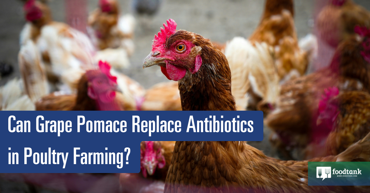 Can Grape Pomace Substitute Antibiotics in Poultry Farming? – Meals Tank