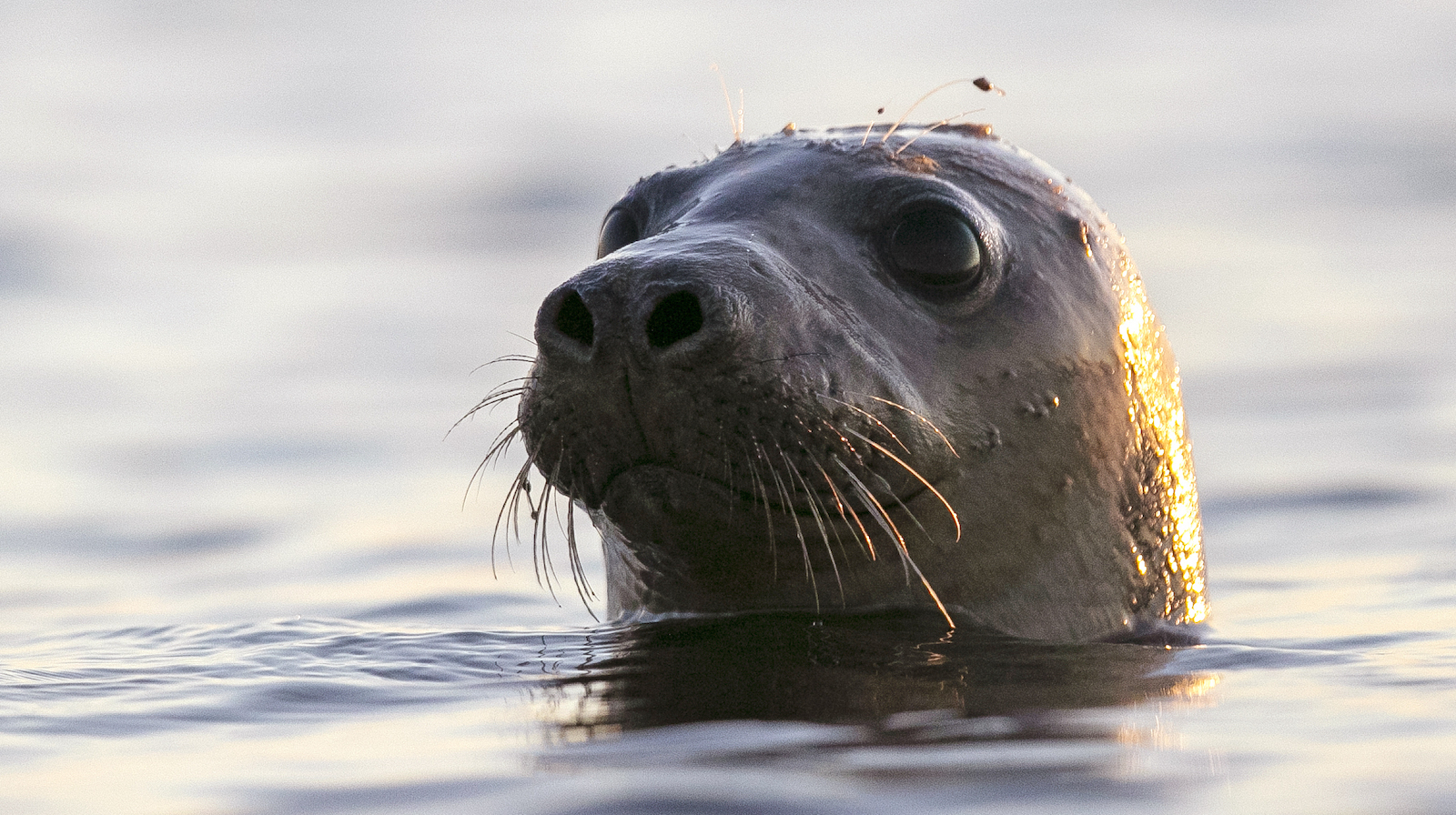 Avian Flu Outbreaks in Marine Mammals Mark New Interval for Deadly Virus