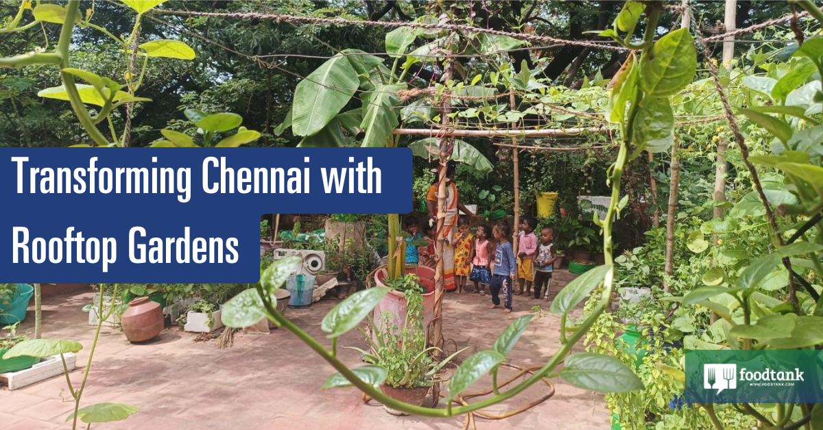 Remodeling Chennai with Rooftop Gardens – Meals Tank