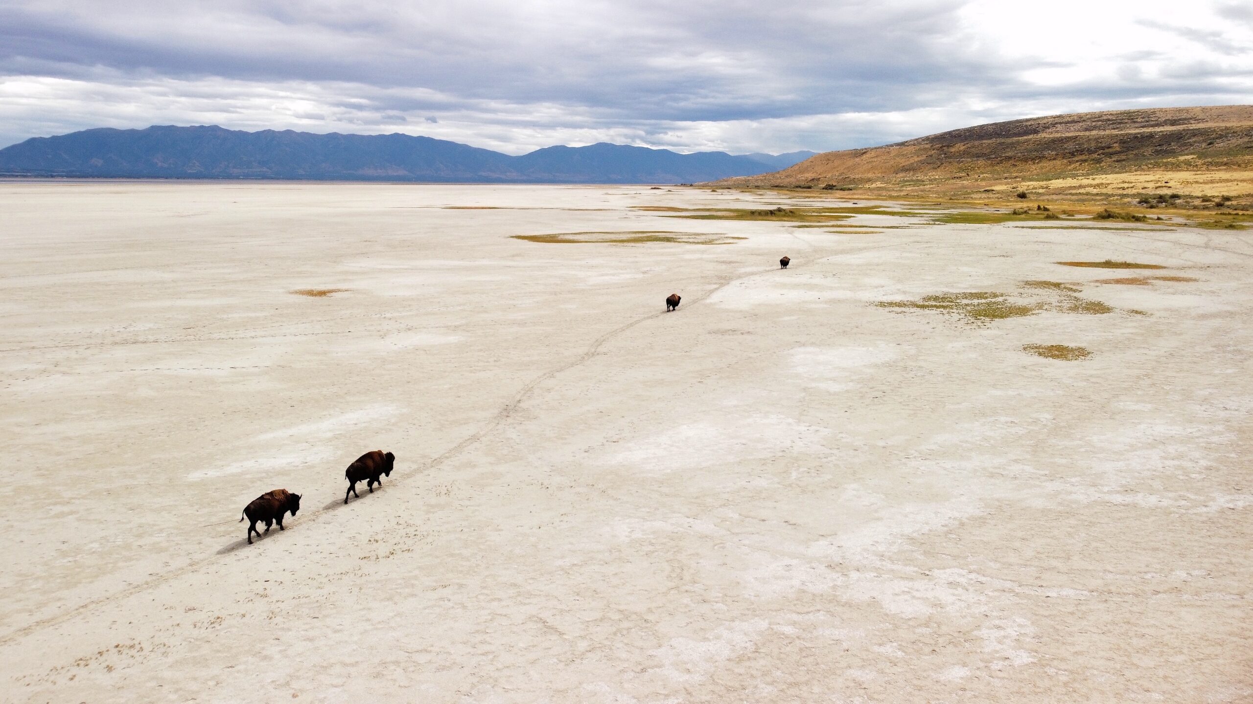 The Good Salt Lake and Its Internet of Life Face an Uncertain Future