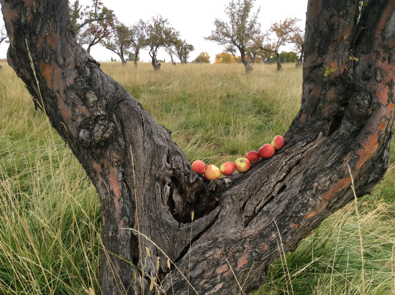 Making Earlier Orchards New As soon as extra