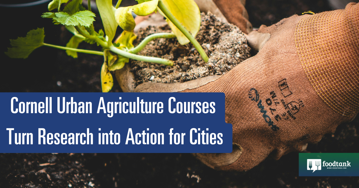 Cornell Metropolis Agriculture Packages Flip Evaluation into Movement for Cities – Meals Tank