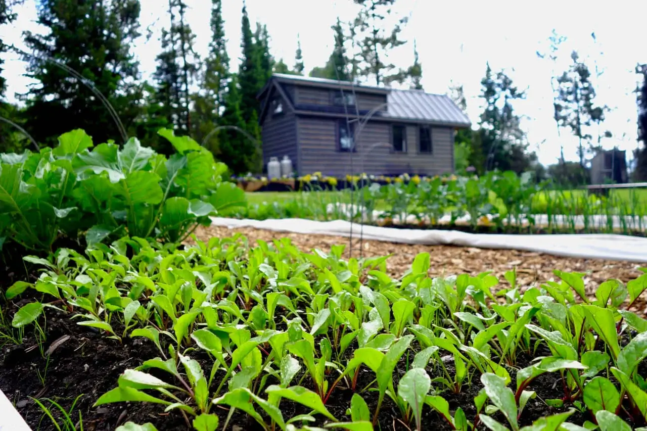 Yard and Metropolis Farming: The best way to Start—Whether or not or not You Private Land or Not