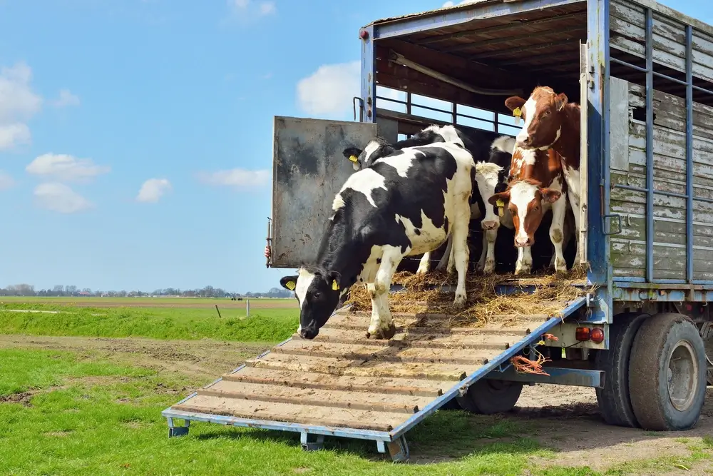 Learn to Evacuate Your Animals in an Emergency