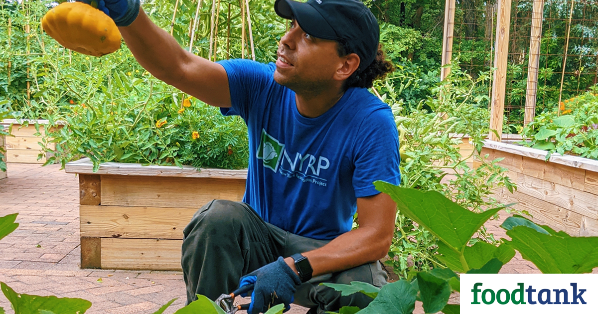 NYC Nonprofit Stewards 52 Group Gardens All through All 5 Boroughs – Meals Tank